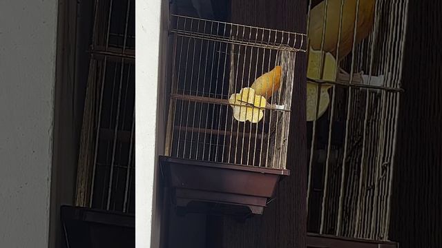 Пение канарейки Певчий кенар
