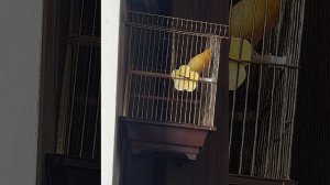 Пение канарейки Певчий кенар