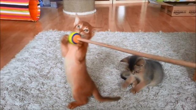 Abyssinian Cats - How much are Abyssinian cats? смотреть онлайн