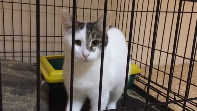 Москва. Котенок-девочка Синти ищет заботливых родителей! смотреть онлайн