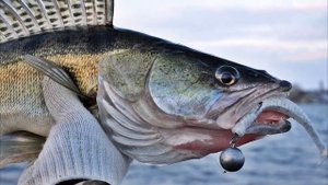 5 речных рыб без костей, которые являются самыми вкусными!