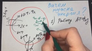 Эритроцит. Где взять энергию? Биохимия