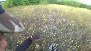 Приучение курцхаара приносить птицу