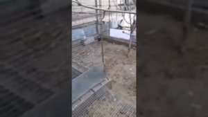 Фазан Свайно