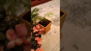 Отзыв, покупка растений через интернет , у цветовода Алексея Бондаренко, город Екатеринбург ,