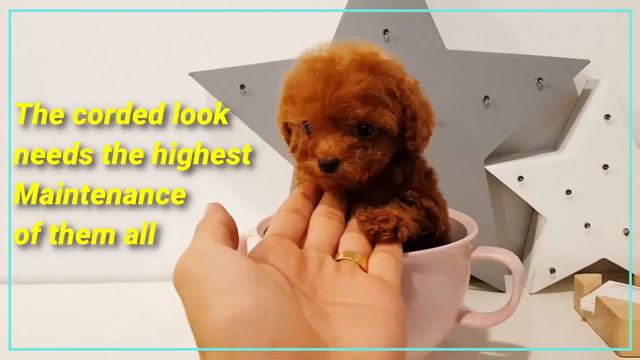 Why you Shouldn't get a Toy Poodle