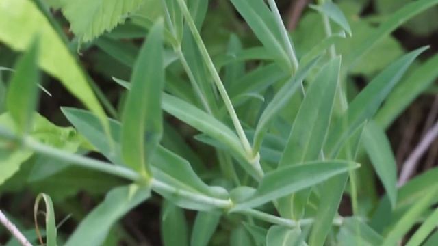 Lepnica rozdęta - Silene vulgaris смотреть онлайн