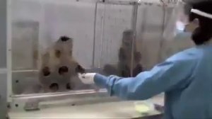 Деньги и обезьяны, эксперимент