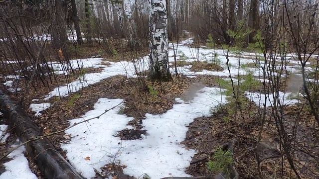 "Раннею весною берёзки" смотреть онлайн
