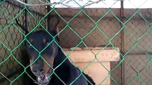Doberman 7 months смотреть онлайн