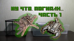 Ну что, ПОГНАЛИ (переселяем питомцев) ЧАСТЬ 1