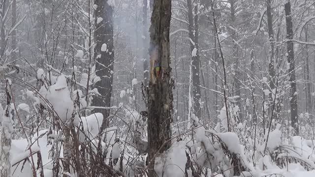 Петарда VS Дерево.avi смотреть онлайн