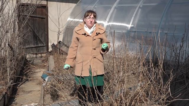 Весенняя обрезка смородины смотреть онлайн