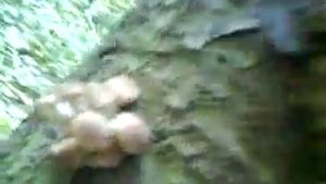 Грибы на дереве