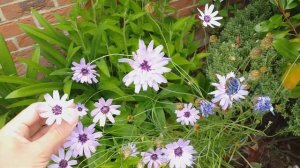 Catananche  caerulea