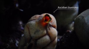 Все как у зверей - Аксолотль когда ж ты повзрослеешь