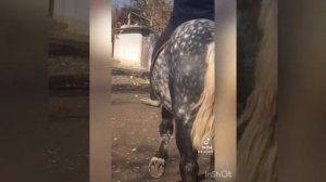 4 жаш порода першерон бою 180