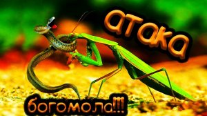 БОГОМОЛ в деле! Против паука, шершня, пиявки, змеи, мыши, ПТИЦЫ, ИГУАНЫ и даже кота! Это версус!