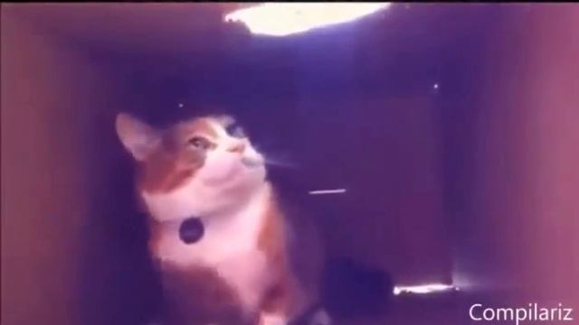 Смехота! Смешные приколы с кошками1