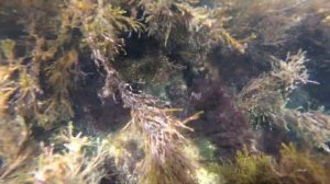 Раки- отшельники в Абхазии