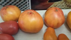 Как правильно собрать семена с томатов для посева на будущий год