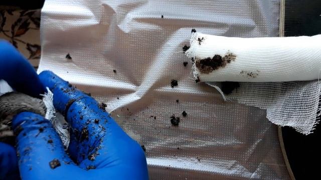 Проращивание семян кувшинки. Germination Of Water Lily Seeds