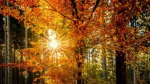 Кто есть кто. Аштар Шеран, Галактическая Федерация Света.