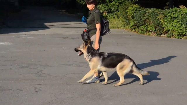 ВЕО Оделия. Занятия ОКД (3) / training - East european shepherd смотреть онлайн