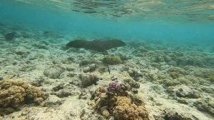 "Monte Carlo Sharm resort 5*" Египет. Скат-орляк.