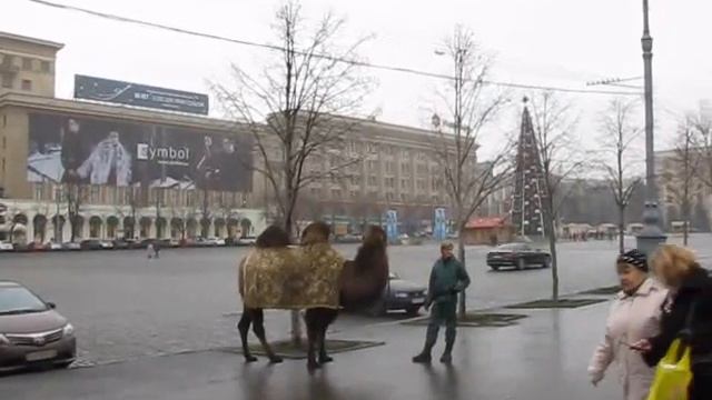 Новогодний верблюд в Харькове New year Camel in Kharkov смотреть онлайн