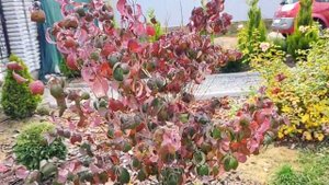 Редкое дерево в саду - дерен Коуза Сатоми (Satomi), кизил японский/Давайте мечтать вместе!