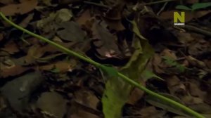 Дикая Латинская Америка Амазонка Один лес, много миров