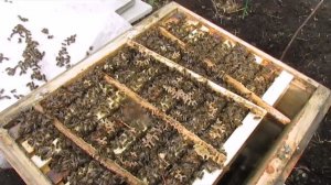 бакфаст Анатолика селекции Клауса Фехренбаха - отличные результаты по зимовке на воле