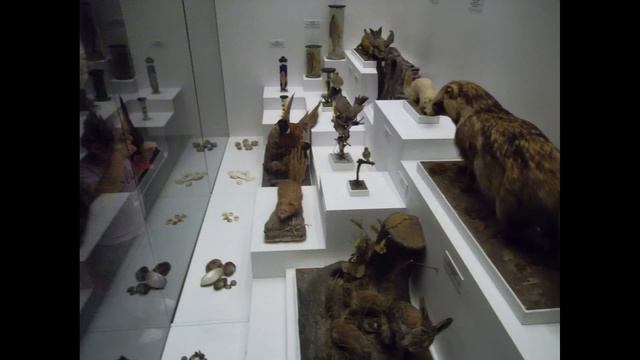 Muzeul Antipa смотреть онлайн