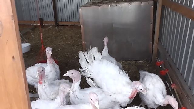 Купили индюшат Хайбрид конвертер. 2,5 месячные индюшата.