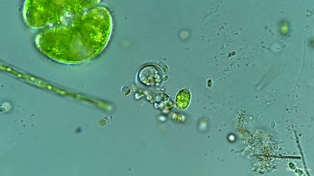 ??????????? Hertwig, 1874 смотреть онлайн