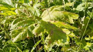 РАУНДАП против борщевика