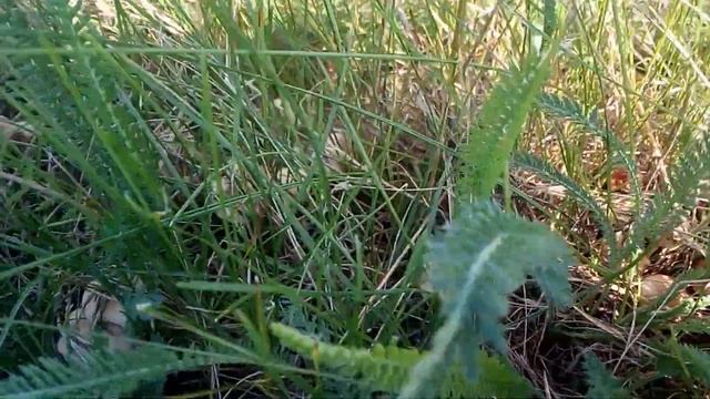 Опята луговые или говорушки. смотреть онлайн