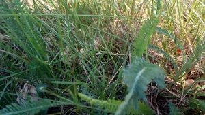 Опята луговые или говорушки.