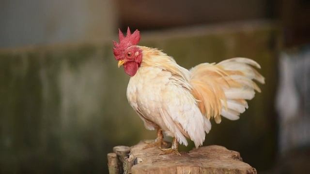 Черные коллекторы/разговоры с коллекторами