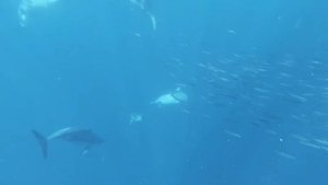 Медитация под ЗВУКИ ДЕЛЬФИНОВ и ОКЕАНА. Релакс. Белый шум. АСМР.