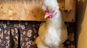 Что делаю чтобы куры неслись всегда Когда выбрасывать яйца кур