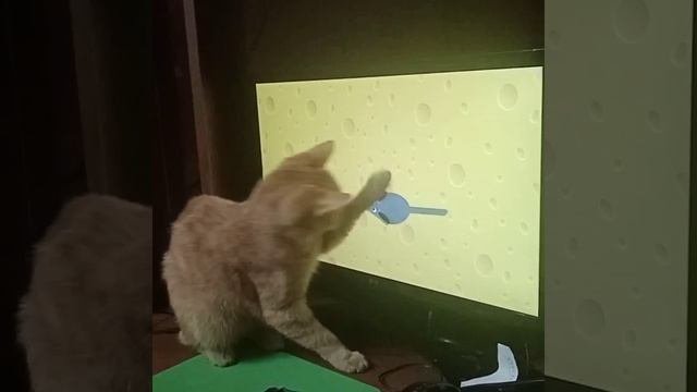 кошки-мышки