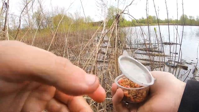 Вот это ГУСТЕРА! Ловля на поплавок, Рыбалка в мае на реке весной