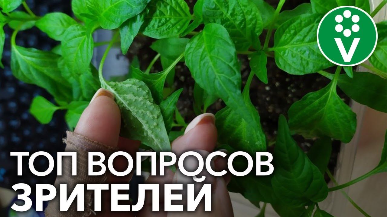 ЧТО С РАССАДОЙ ПЕРЦА? И еще 12 популярных вопросов от наших подписчиков для Ивана Русских