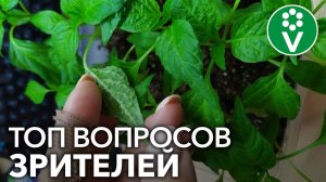 ЧТО С РАССАДОЙ ПЕРЦА? И еще 12 популярных вопросов от наших подписчиков для Ивана Русских