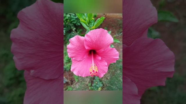Beautiful garden flowers I clicked 🤩 / hibiscus🌺 /Chrysanthemum🌼/ gerbera / roses and many more