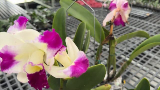 купил орхидеи в ТАЙВАНЕ по почте / покупка ОРХИДЕЙ ПО ИНТЕРНЕТУ в другой стране смотреть онлайн