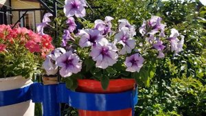 Моя лучшая петуния это  грандифлора призм синие жилки. Где лучше в горшках или в открытом грунте