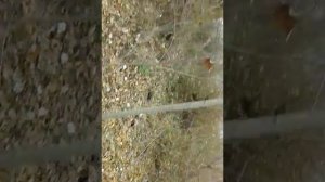 Как правельно делать засидку на зайца